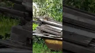 Семейка бурундуков на одном из дачных участков Новокузнецка #рекомендации #вмиреживотных