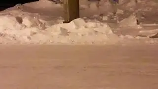Кормлю песца)))
