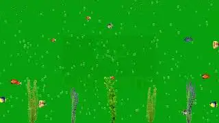 Aquarium with under water plants and fishes | Green Screen Library