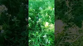 Бражник языкан или хоботник.