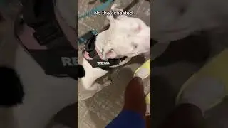 Dog race in crocs 