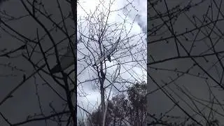 Baumrettung Lidl Segelflieger