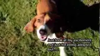 Barkley The Basset - Thank You to Seattle's Kiss 106.1 and all their listeners...