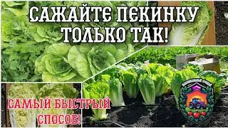 САМЫЙ ЛУЧШИЙ способ посева пекинской капусты!