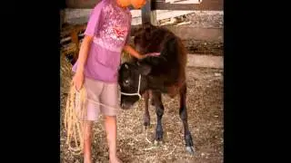 Amor pela profissão - Veterinária