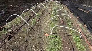 Finishing morel mushroom garden preparations - Morels 2019