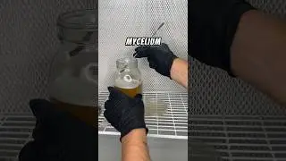 Mycelium Rescue: Outsmarting Contamination 