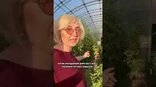 Осыпаются завязи #дачныесоветы #дача #дачасадогород