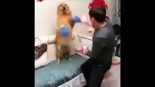 Золотистый ретривер vs Человек. Бокс.