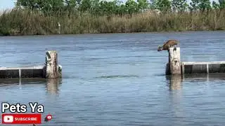 Wild Bobcat Makes This Huge Leap Over The River Seem Effortless And The Video Goes Viral