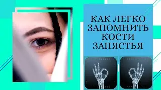 КАК ЛЕГКО ЗАПОМНИТЬ КОСТИ ЗАПЯСТЬЯ