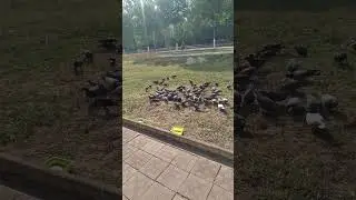 Голубиная тусовка