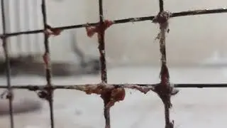 правильный подкат в исполнении енота Хрюнделя