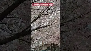 Cherry Blossoms in Japan 2024