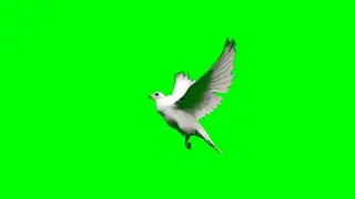 GREEN SCREEN Dove birds Flying effects HD no copyright 4k world