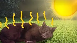 AKO TO MAJÚ MAČKY V LETE? - Mačka Jackie