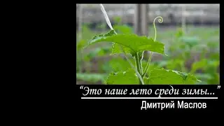 Это наше лето среди зимы