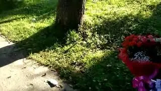 Я паступаю в 1 клас