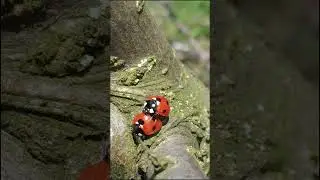Ladybugs