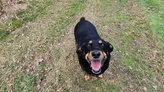 Cali the Rescue Dog: Woodland Walks in April