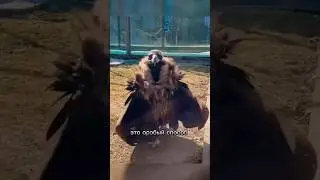 Танцы 🦅