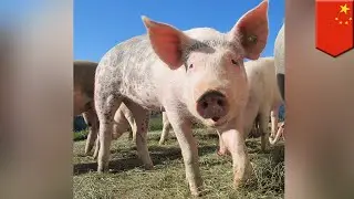 Cina buang lemak daging untuk daging babi - TomoNews