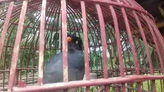 পাখি কথা বলে,,আল্লাহর নামে bird Talking