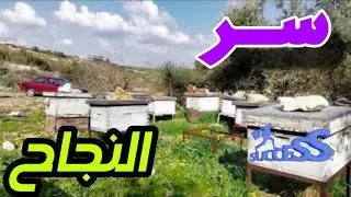 سر نجاح موسم عسل النحل يبدأ من الربيع – أهم 7 خطوات لكل نحال!