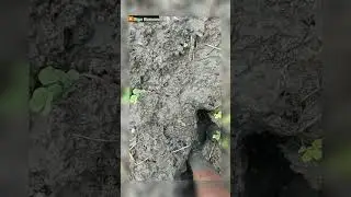 Barefoot in mud of the field | Stepping in mud asmr| Outdoors boy. 