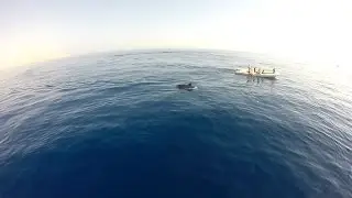 Погоня за дельфином