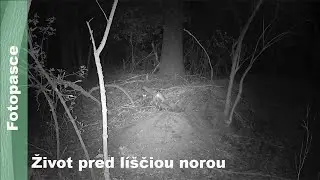 Život pred líščiou norou | Fotopasca Wachman Solar Pro