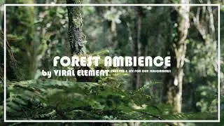Ambience: Forest with Various singing birds - [FREE]