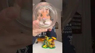 The worlds biggest vs smallest hamster! 😳 