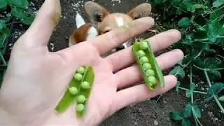 Гороховые джунгли, сбор гороха.