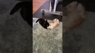 Kittens Sable & Charlie wrestling