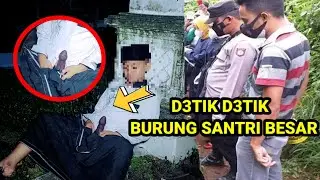 🔴Burung Santri Ini Membesar Setelah Pipis Di Makam