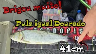 Tabarana conhecido como Dourado Branco SALMINUS HILARII
