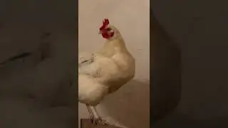 Bauernhof ist super für die mentale Gesundheit! 👯‍♀️