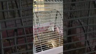 Мой хомячок 🐹 ❤️