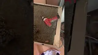 Qabyuyanda yuva qurub😂 #music #song