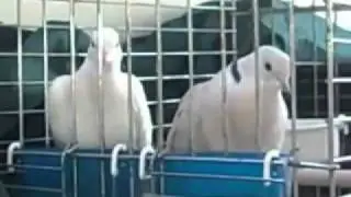 اليمام المطوق- الضاحك- (حماميات )-5