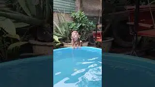 #dog #animals #monkey #pet