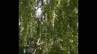 🌞 СЕАНС: 🌞 ПРОСЛАВЛЯЕМ 😍 И БЛАГОДАРИМ 🙏 СВОЙ  МОГУЩЕСТВЕННЫЙ 🌳 РОД ❗️ ❗️ ❗️ ❗️