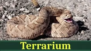 Техасский гремучник (лат. Crotalus atrox)