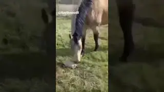 #fun #funnyvideo