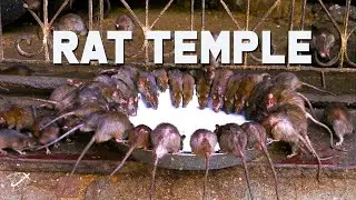 எலி 🐁 கோவில் எங்கே இருக்கு தெரியுமா?#trending @N-cyclobros #interesting facts