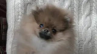 Лина 3 месяца