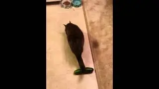 Cat Unimpressed By Cucumber