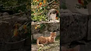 Eita gatos bonitos! #cute #cats #catslover #gatosfofos #rurallife #freestyle