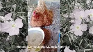 chick chick MY chicks TOO Daniel took || цып МОИ цыплята ТОЖЕ  даниэль забрал